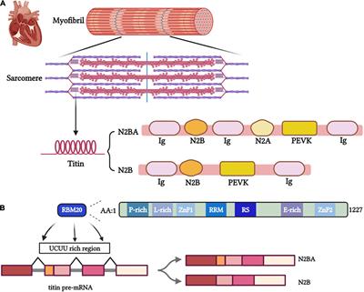 RBM20, a Therapeutic Target to Alleviate Myocardial Stiffness via Titin Isoforms Switching in HFpEF